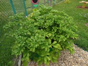 Zahrádka ve školce